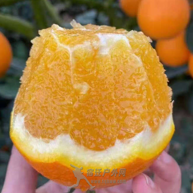 季节礼物，江西橙子 赣南脐橙当季新鲜水果产地直发多汁2024